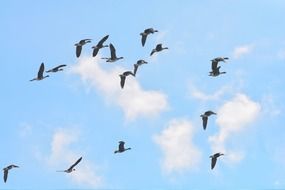 geese flying in cloud sky