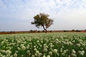 stunningly beautiful onion fields