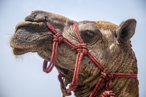 camel in a desert
