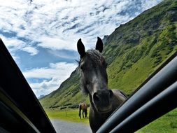 portrait of horse on mountain road