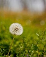 dandelion on a green meadow on a blurred background