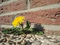 dandelion on the roadside