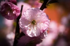 delicate pink cherry blossoms