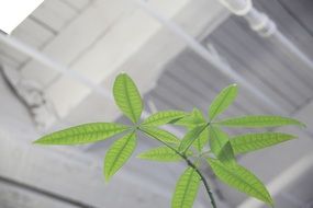 green fresh plant leaves indoors