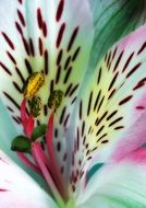 stamens in lily bud