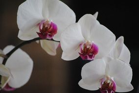 closeup photo of decorative orchids flowers