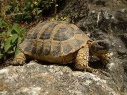 beautiful big turtle on a gray rock
