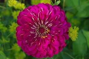 absolutely gorgeous pink plant on a blurred background