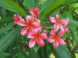 Tropic fangipani flowers