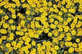 A lot of the yellow flowers in nature