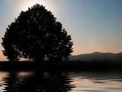 tree on waterside at sunset