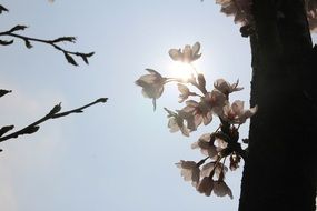 plum flowers in spring