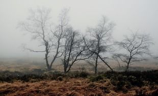 foggy wetland