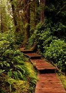 bewitching forest path