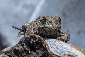 close-up toad