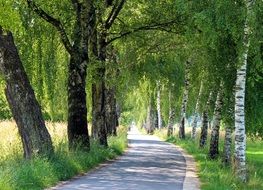 birch on the avenue