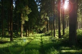 path in a romantic forest