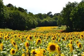 large sunflower field on a sunny day