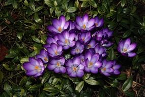violet crocus flowers