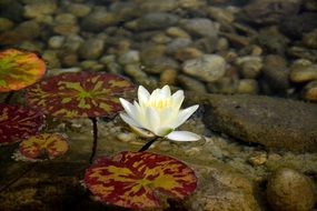 white water lily lake rose,