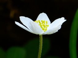 White anemone on the stem close-up on blurred background