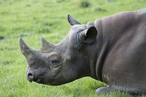 delightful rhino rests on lawn