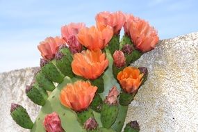 pink buds on a flowering cactus