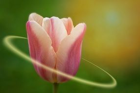 tender spring tulip close up