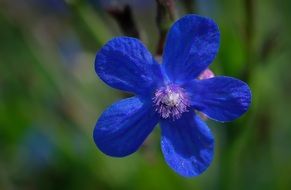 bright blue flower