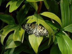 butterfly in nature