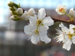 unusual beauty plum flowers