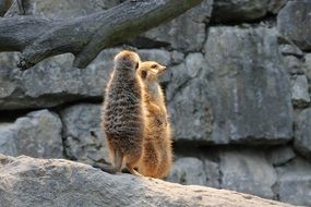 Beautiful and cute meerkats on the stone