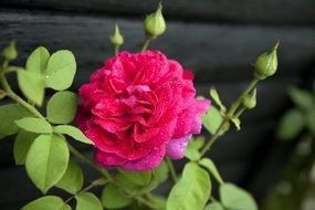 pink garden rose and wooden wall