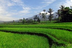 delightful asia green field