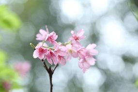 pink cherry blossom close up