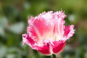 closeup picture of pink lily tulip flower