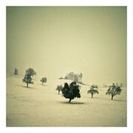 trees among snow in switzerland