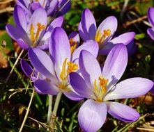 purple crocuses in the bright sun close up