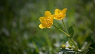 Yellow flower-weed