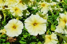 delightful petunia