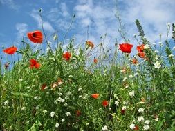 Red poppies white flowers in a green meadow