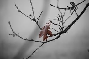 Brown leaf on the branch