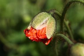 orange poppy bud