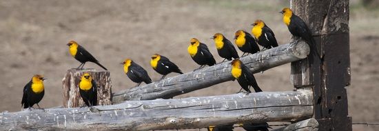 yellow headed blackbirds on the fence