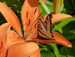 photo of sitting butterfly on a orange lily flower