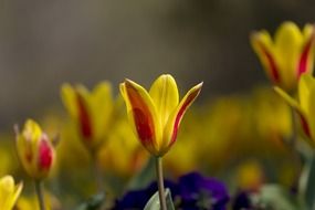 Yellow and red tulips