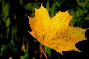 Picture of yellow leaf plant