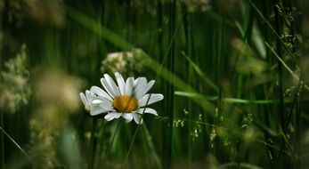 white daisy in grass on meadow