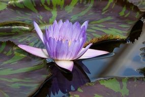 water lily in silent waters