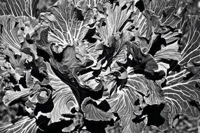 flowers plants black and white closeup